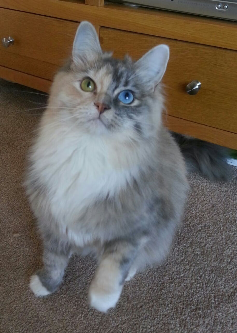 范弗利特掌控全局,广东队战术智慧力克国王队